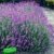 BALDUR-Garten Winterharte Stauden Lavendel-Hecke 'Blau', 9 Pflanzen Lavandula angustifolia Munstead -