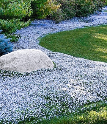 BALDUR-Garten Winterharter Bodendecker Isotoma 'Blue Foot', 3 Pflanzen - 