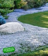 BALDUR-Garten Winterharter Bodendecker Isotoma 'Blue Foot', 3 Pflanzen -