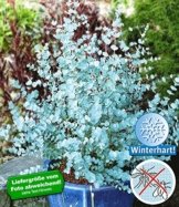 BALDUR-Garten Winterharter Eukalyptus 'Azura®', 1 Pflanze Eucalyptus gunni -