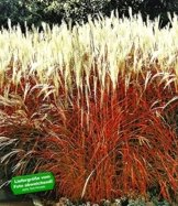 BALDUR-Garten Ziergras 'Indian Summer' Chinagras, Chinaschilf, 1 Pflanze Miscanthus sinensis -