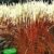 BALDUR-Garten Ziergras 'Indian Summer' Chinagras, Chinaschilf, 1 Pflanze Miscanthus sinensis -