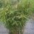 Bambus China Rohrgras Fargesia murielae Favorit 100 cm hoch im 10 Liter Pflanzcontainer -
