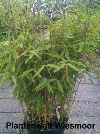 Bambus China Rohrgras Fargesia murielae Favorit 100 cm hoch im 10 Liter Pflanzcontainer -