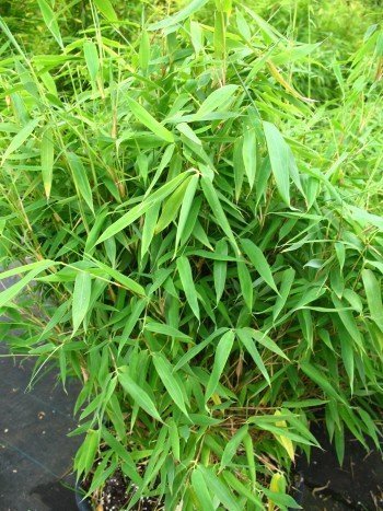 Bambus China Rohrgras Fargesia murielae Jumbo 100 cm hoch im 7,5 Liter Pflanzcontainer -
