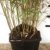 Bambus Fargesia rufa winterhart, horstig und schnell-wachsend, ideal als Sichtschutz 80-100 cm hoch, sehr buschig - 