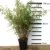 Bambus Fargesia rufa winterhart, horstig und schnell-wachsend, ideal als Sichtschutz 80-100 cm hoch, sehr buschig -