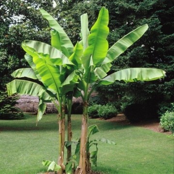 Bananenbaum Musa Basjoo - 4 bäume -