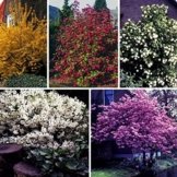 Blütenhecke, bestehend aus je 1 Strauch der Sorte Maiblumenstrauch weiß blühend, Goldglöckchen gelb blühend, Zierjohannisbeere rot blühend, Schneeball weiß blühend, Japanische Zierkirsche rosa blühend -