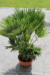 Chamaerops humilis Höhe 100-120 cm. mit mehreren Stämmen. Eine der kältetolerantesten Palmenarten in Europa -