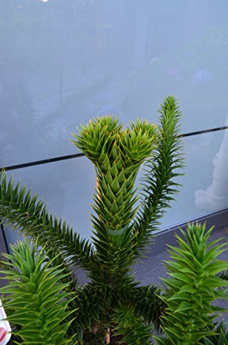 Chilenische Schmucktanne Araucaria araucana 30 - 40 cm hoch im 7,5 Liter Pflanzcontainer - 