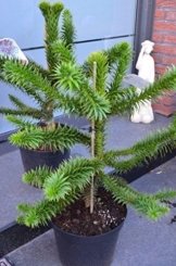 Chilenische Schmucktanne Araucaria araucana 30 - 40 cm hoch im 7,5 Liter Pflanzcontainer -