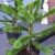 Chilenische Schmucktanne Araucaria araucana 30 - 40 cm hoch im 7,5 Liter Pflanzcontainer -