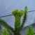 Chilenische Schmucktanne Araucaria araucana 40 - 50 cm hoch im 10 Liter Pflanzcontainer - 