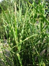 Chinagras Zebragras Miscanthus sinensis Zebrinus Solitär im 10 Liter Pflanzcontainer -