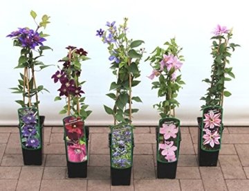 Clematis Kletterpflanzen 40-100cm topfgewachsen, verschiedene Sorten/Farben (40-60cm, Rosa) -