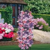 Clematis Kollektion - 3 pflanzen -