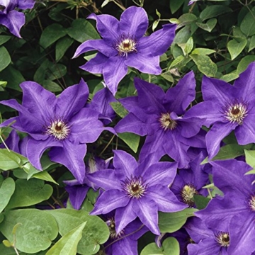 Clematis The President, 1 Pflanze im 2 Liter Topf - 