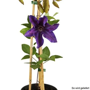 Clematis The President, 1 Pflanze im 2 Liter Topf - 