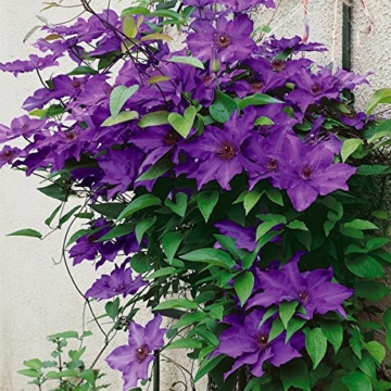 Clematis The President, 1 Pflanze im 2 Liter Topf -