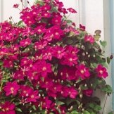 Clematis Ville de Lyon, 1 Pflanze im 2 Liter Topf -