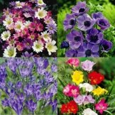 Confetti flower Garten - 150 blumenzwiebeln -