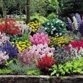 Cottage Garten - 61 pflanzen -