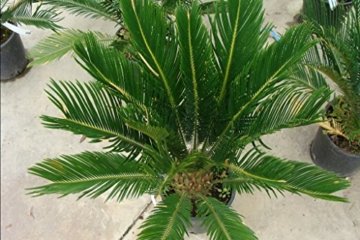 Cycas revoluta Riesiger Palmfarn Zimmerpalmfarn Büropalme Gartenpalme ca. 100-110 cm Gesamthöhe - 