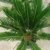 Cycas revoluta Riesiger Palmfarn Zimmerpalmfarn Büropalme Gartenpalme ca. 100-110 cm Gesamthöhe - 