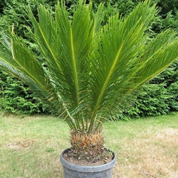 Cycas revoluta Riesiger Palmfarn Zimmerpalmfarn Büropalme Gartenpalme ca. 100-110 cm Gesamthöhe -
