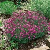 Dianthus deltoides, Heidenelke, 5 Stauden -