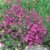 Dianthus deltoides, Heidenelke, 5 Stauden - 
