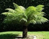 Dicksonia antarctica ca. 180 cm. Gesamthöhe Stammhöhe ca. 70 cm Seltener Baumfarn mit Palmähnlichem Stamm -