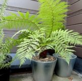 Dicksonia antarctica - seltener Garten Baumfarn mit palmähnlicher Stammbildung (40-60 cm) -