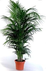 Die schönste Zimmerpalme der Welt ! Howea Forsteriana "Kentia Palme" Anspruchslos von jedermann zu pflegen 1 Pflanze ca. 100-110 cm. -