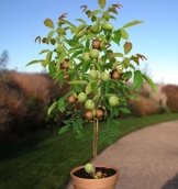 Echter Walnussbaum juglans regia Jungbaum Größe 60-70 cm. -