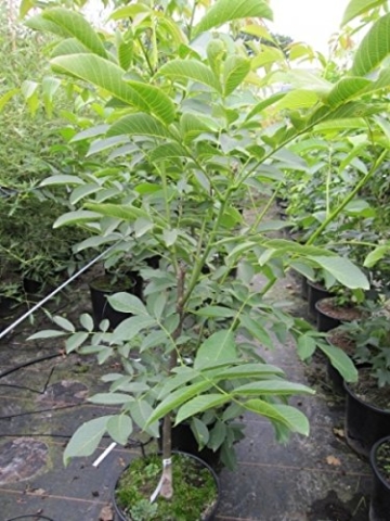 Echter Walnussbaum juglans regia Jungbaum Größe 60-70 cm. - 