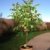 Echter Walnussbaum juglans regia Jungbaum Größe 60-70 cm. -