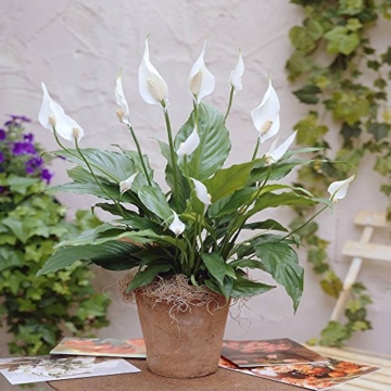 Einblatt Spathiphyllum Chopin - 1 pflanze -