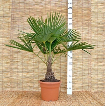 Extrem Frostharte Himalaya Hanfpalme Trachycarpus Kumaon Größe 160-170 cm. bis - 13 Grad - 