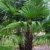 Extrem Frostharte Himalaya Hanfpalme Trachycarpus Kumaon Größe 160-170 cm. bis - 13 Grad -