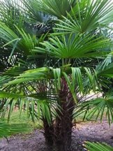 Extrem Frostharte Himalaya Hanfpalme Trachycarpus takil kalamuni ca. 70cm Kumaon Fächerpalme -