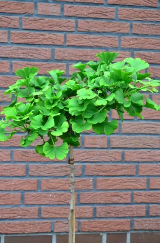 Fächerblattbaum Stämmchen Ginkgo biloba Mariken 80 cm Stammhöhe im 5 Liter Pflanzcontainer - 