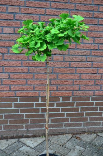 Fächerblattbaum Stämmchen Ginkgo biloba Mariken 80 cm Stammhöhe im 5 Liter Pflanzcontainer -