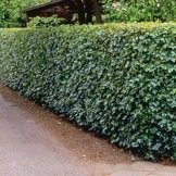 Feld Ahorn - 10 heckenpflanzen -