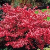 Feuerbusch Euonymus - 1 strauch -