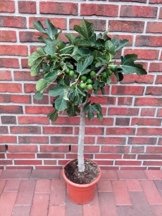 Ficus mit Fruchtbesatz, essbare Feige, Höhe: 110-120 cm, frosthart -