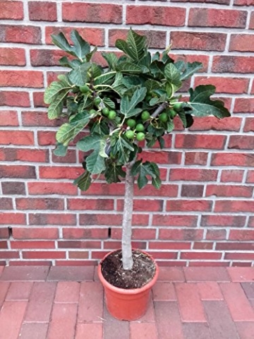 Ficus mit Fruchtbesatz, essbare Feige, Höhe: 110-120 cm, frosthart -
