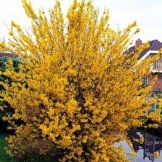 Forsythie Spectabilis - 1 strauch -