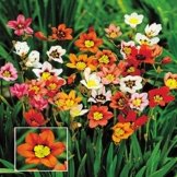 Fransenschwertel Mischung - 60 blumenzwiebeln -